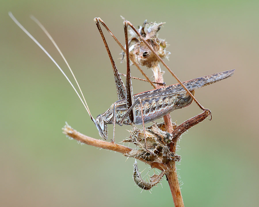 Tylopsis liliifolia femmina